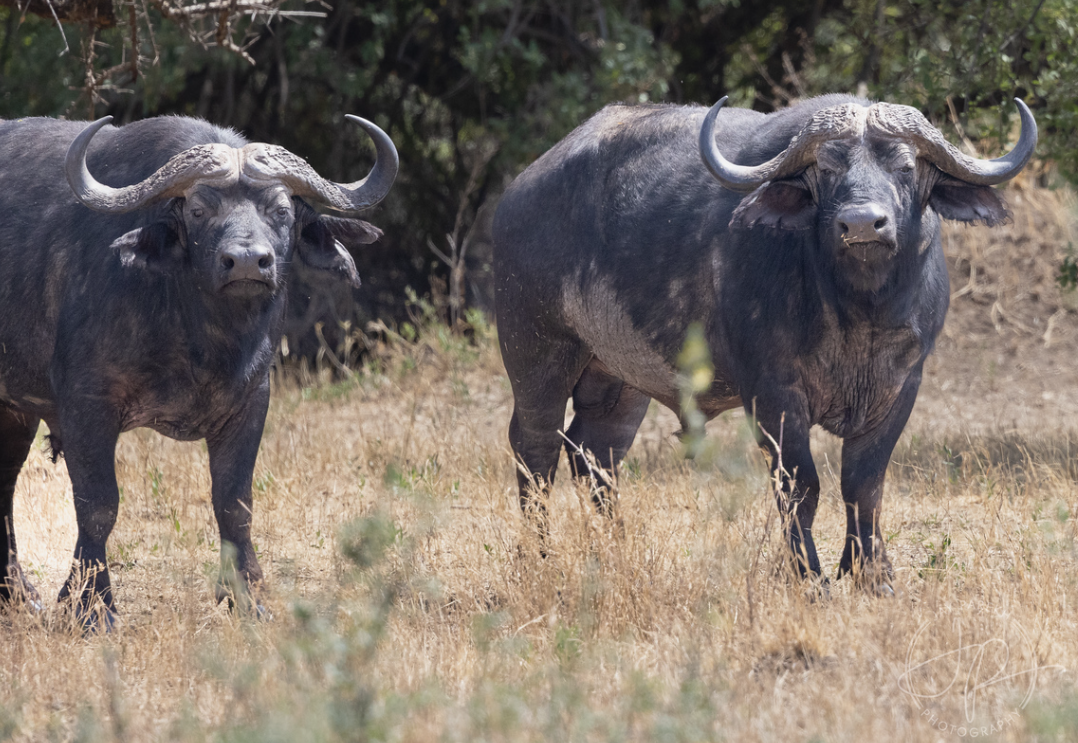Experience Classical Magical Kenya | Book Safari & Adventure Tour